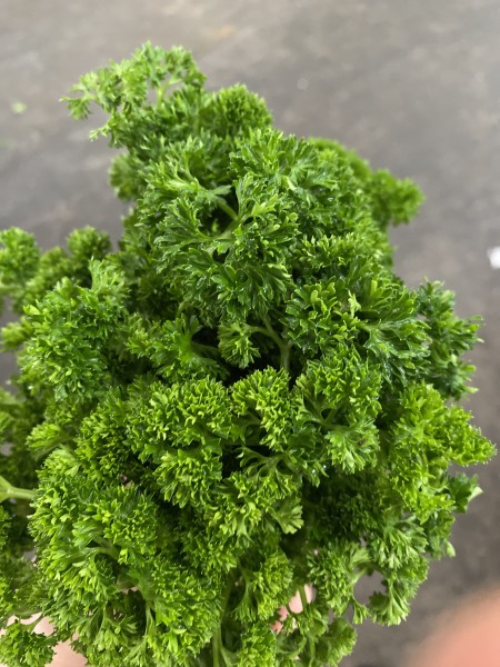 Curly Parsley