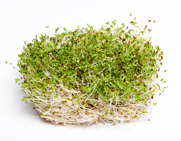 Alfalfa | Prepacked | YG-010783-PFP-004556