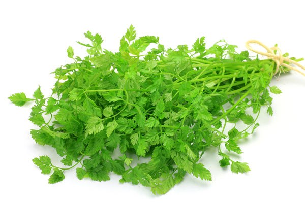 Bay Leaf | Bunch | YG-PIN-125 | PFP-004591