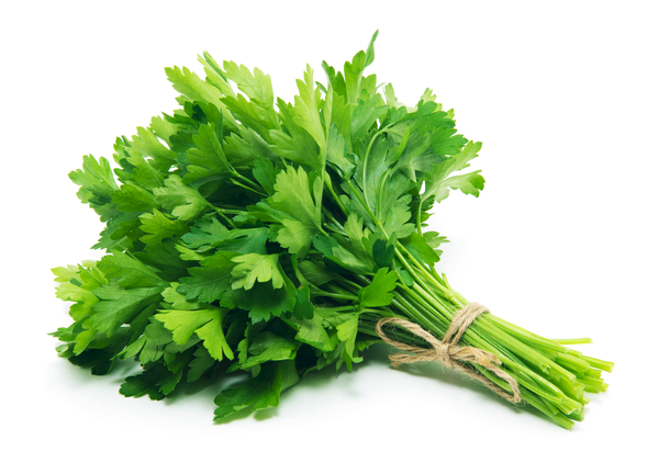 Parsley Continental | Bunch | YG-PIN-133 | PFP-004560