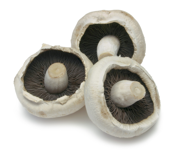 Mushroom - Portobello | 116g | YG-010812-PFP-004582