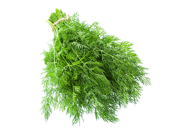 Dill | Bunch | YG-PIN-128 | PFP-004745
