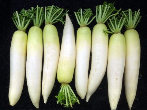 Daikon | Each | YG-012360-RO-022529
