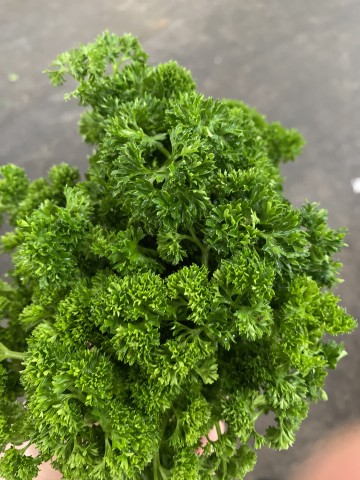 Curly Parsley | 80g | YG-PIN-273 | PFP-004667