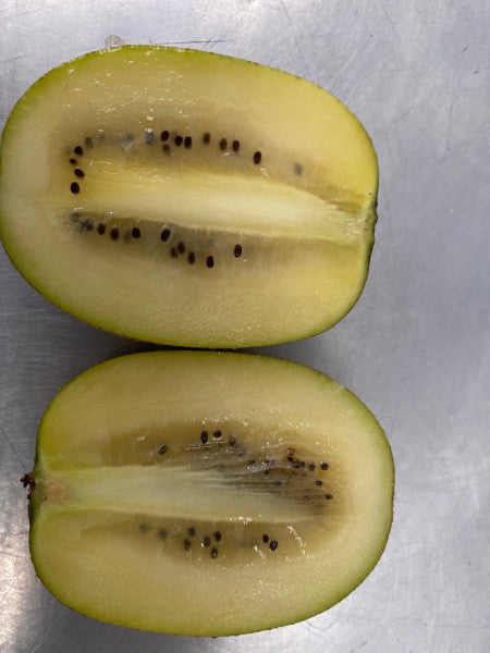 Kiwi GOLD