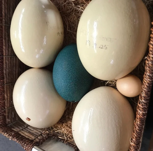 Emu Eating Eggs (green) | Each | EGP-141107