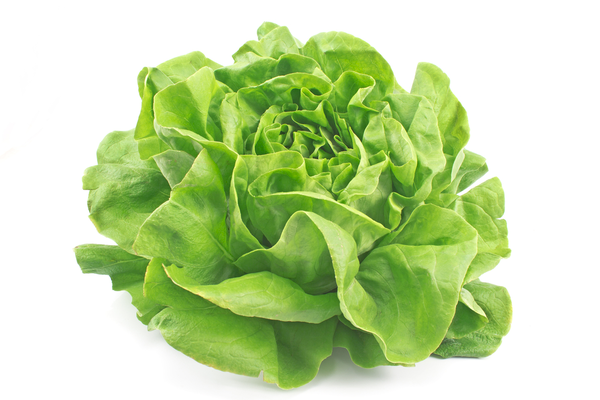 Lettuce Hydro Butter
