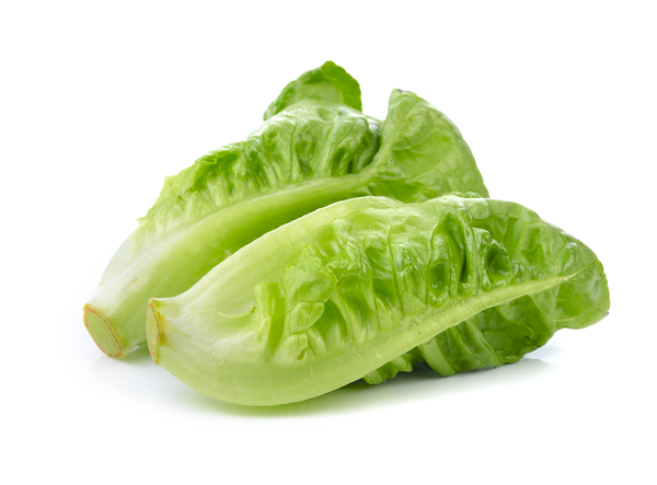 Lettuce Cos Baby