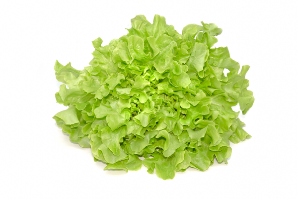 Lettuce Hydro Green Oakleaf
