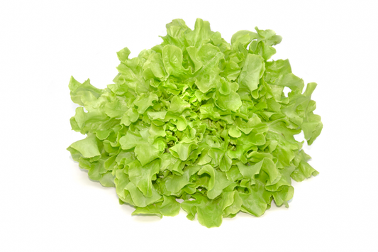 Lettuce Hydro Green Oakleaf