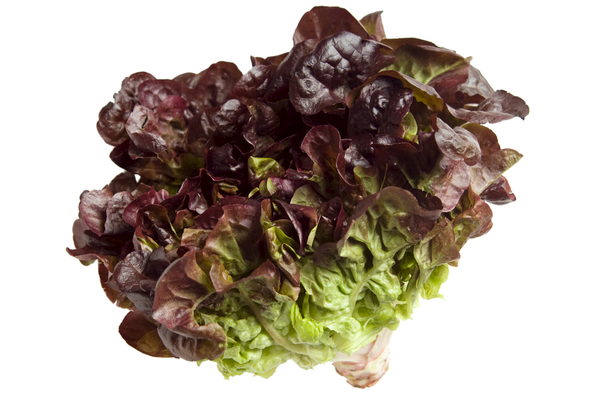 Lettuce Hydo Red Oakleaf