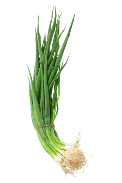 Onion Spring