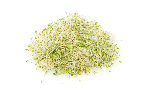 Sprouts Alfalfa