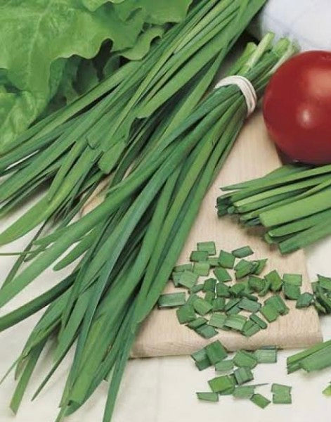 Chives