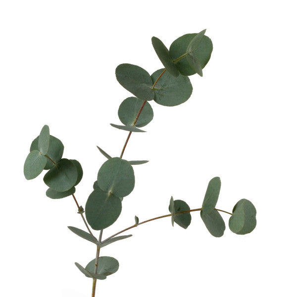 Eucalyptus Gum