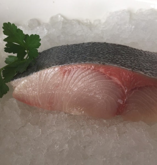 Kingfish Fillet (Sashimi grade)