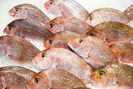 Fresh Baby Snapper whole