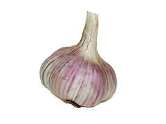 Garlic Organic