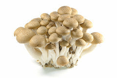 Mushroom - Shimeji