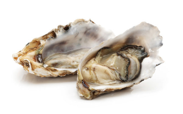 Pacific Oysters Shucked