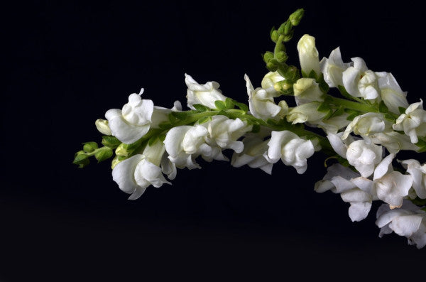 Snap Dragon