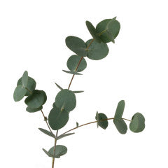 Eucalyptus Gum | Each | YG-000616-GFV-001822