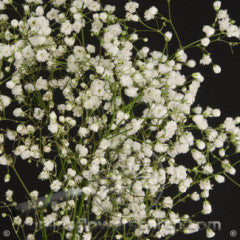 Gyp | Each | YG-000742-GFV-001780