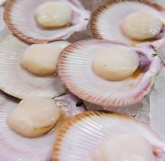 1/2 Shell Japenese Scallops Frozen | Dozen | YG-004325-OMS-006835