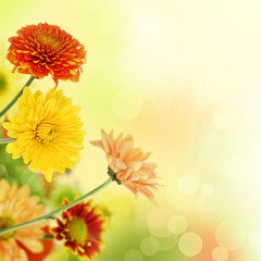 Chrysanthemums | Each | YG-000791-GFV-001801