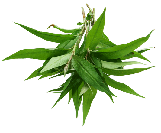 Vietnamese Mint | Bunch | YG-PIN-139 | PFP-004579
