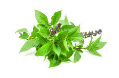 Thai Basil | Bunch | YG-FFF-278 | FFF-005169