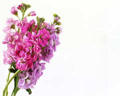 Stock | Each | YG-000583-GFV-001778