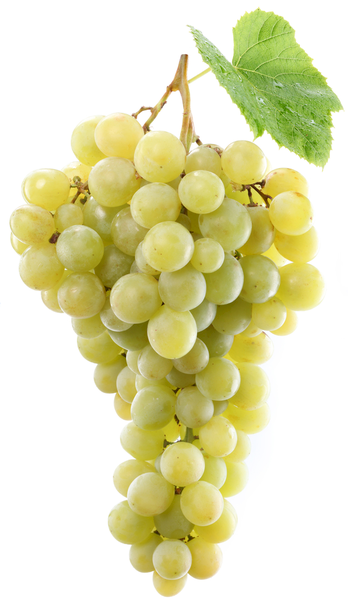 Grapes Premium White Grapes Aus | 500g | YG-PIN-33 | PFP-004502