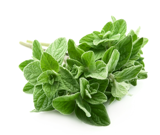 Oregano | Bunch | YG-PIN-132 | PFP-004555