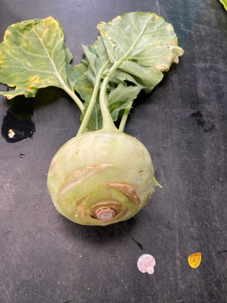 Kohlrabi 