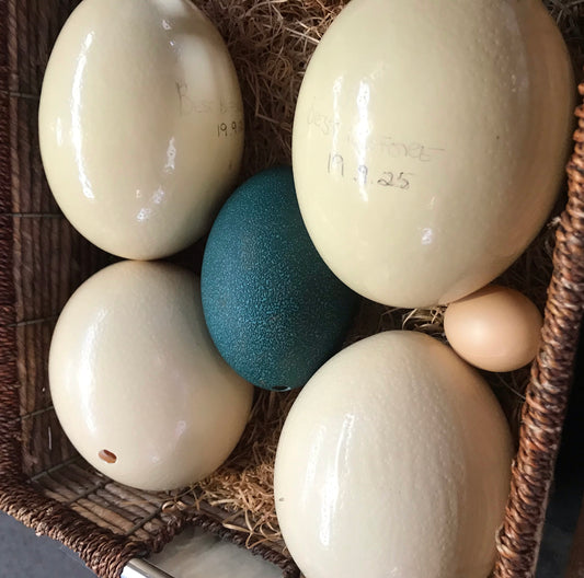 Ostrich Eating Eggs (white) | Each | YG-012353-EGP-120147
