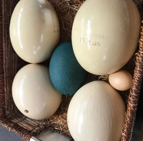 Emu Empty Eggs Shells (green) | Each | YG-012357-EGP-123518