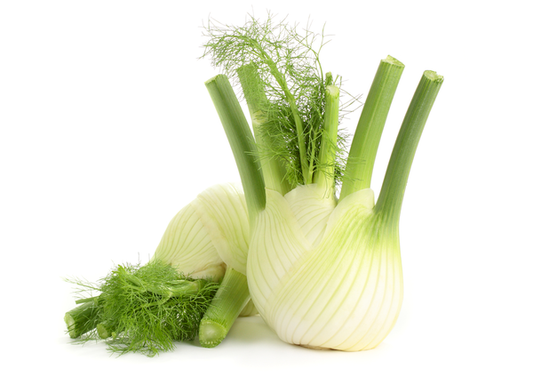 Fennel Large