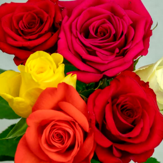 Roses