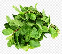 Mint herb