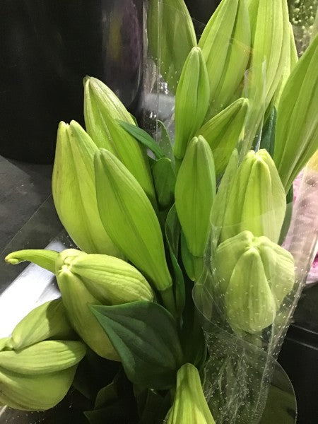 Christmas lillies 
