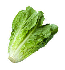 Lettuce - Cos 