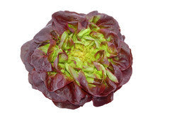Lettuce - Hydro Mignuette