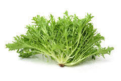 Endive