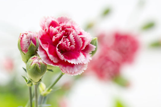 Carnations