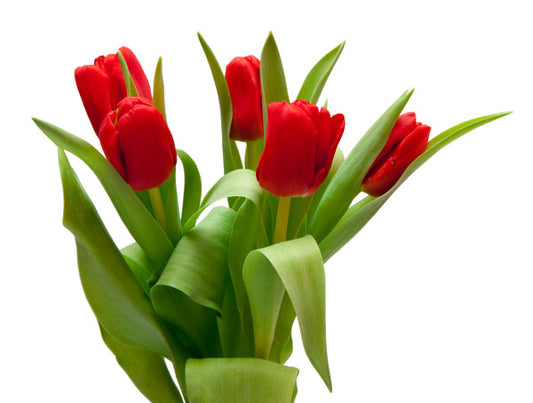 Tulips