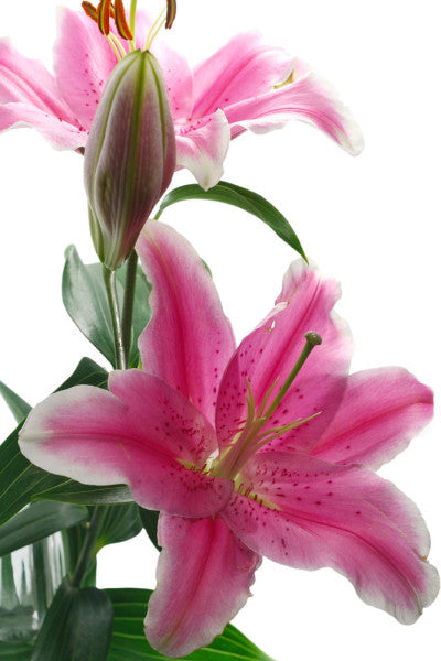 Oriental Lillies
