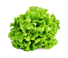 Lettuce - Green Coral Hydro