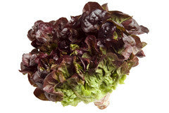 Red Oak Lettuce 