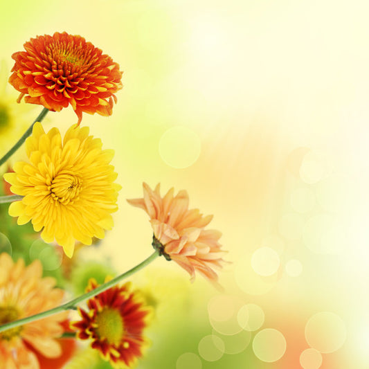 Chrysanthemums